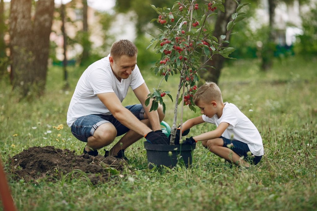 medio ambiente árbol